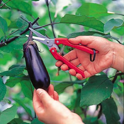 最短当日出荷】アルス SE-45 替刃式ガーデニング鋏【園芸はさみ 野菜